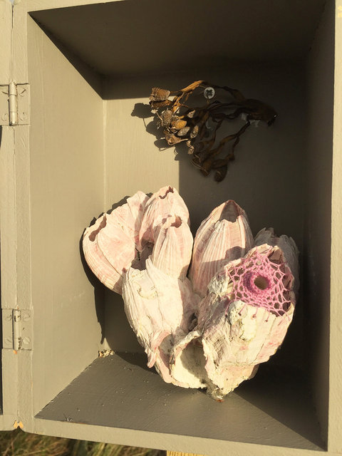 Cabinet of natural (Ameland) memories