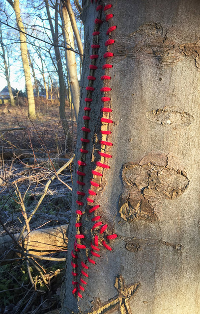 Mended tree, Skoven (DK)