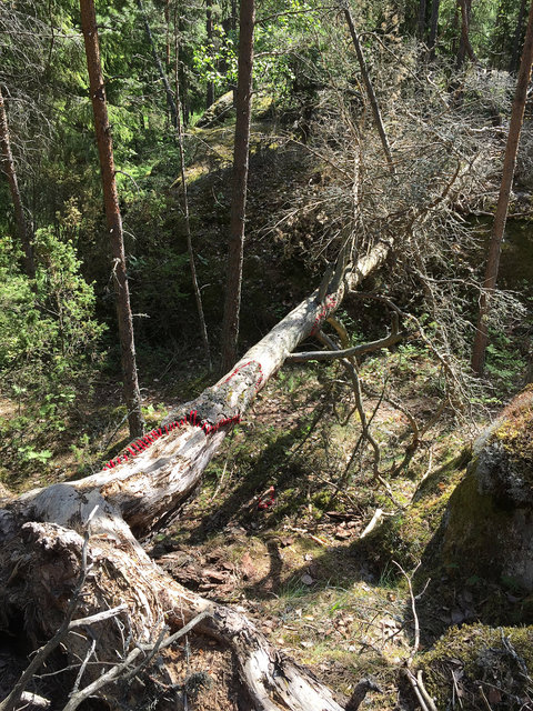 Mended fallen tree