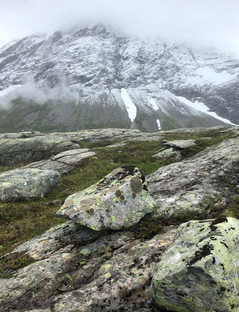 Symbiosis 2 Norway