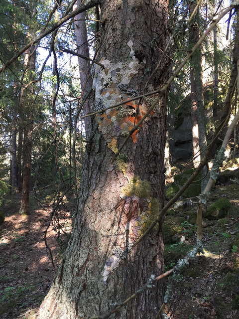 Symbiosis