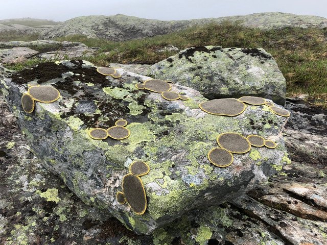 Symbiosis 2 Norway