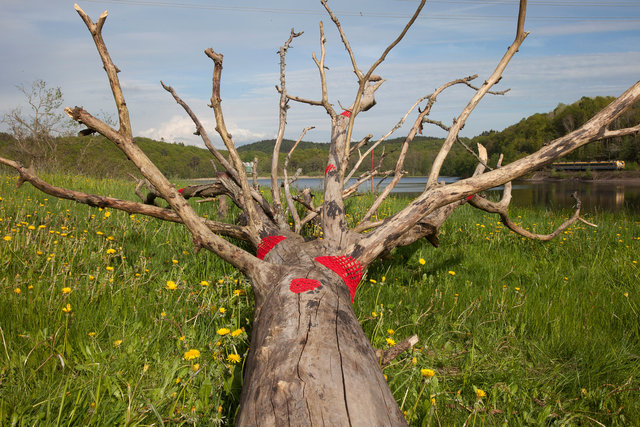 For the exhibition Gothenburg Green World mended dead tree with yarn. Mölndal, Sweden 2016.