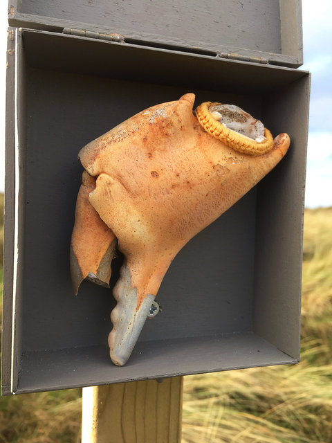 Cabinet of natural (Ameland) memories