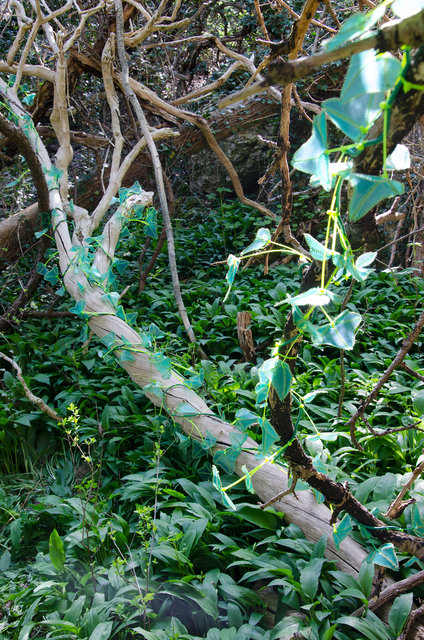 Rindi (Hedera Helix) plastica