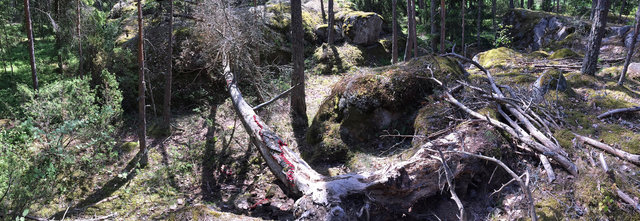 Mended fallen tree