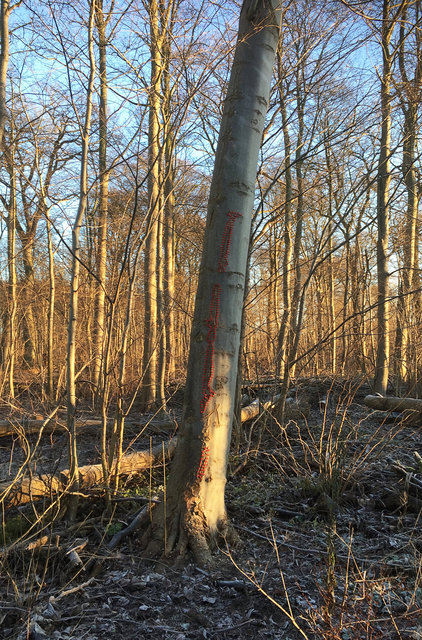 Mended tree, Skoven (DK)