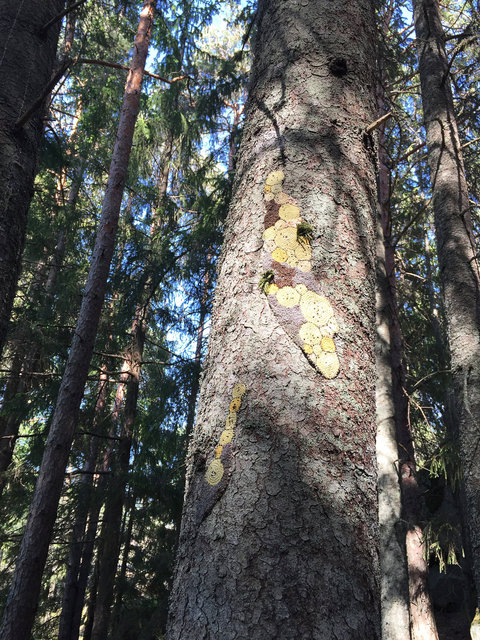 Symbiosis