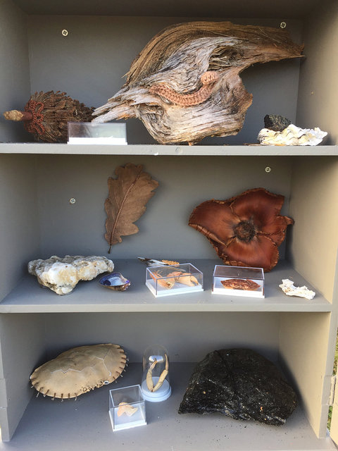 Cabinet of natural (Ameland) memories