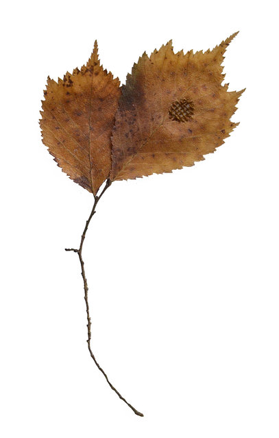 Mended leaves