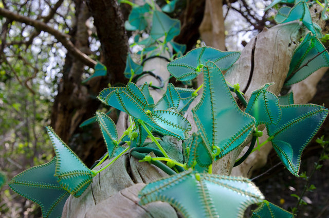 Rindi (Hedera Helix) plastica