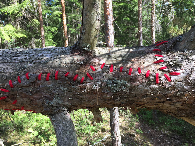 Mended fallen tree