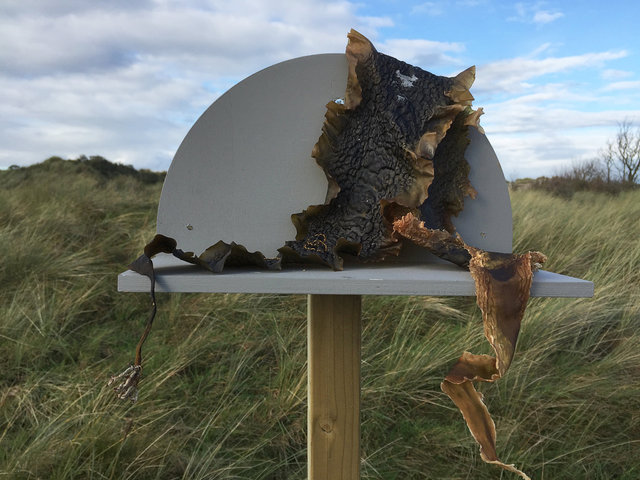 Cabinet of natural (Ameland) memories