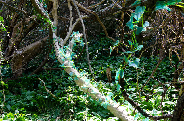 Rindi (Hedera Helix) plastica