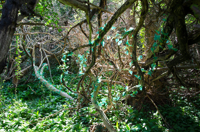 Rindi (Hedera Helix) plastica