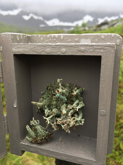 Cabinet of natural (Rauma) memories, 2017