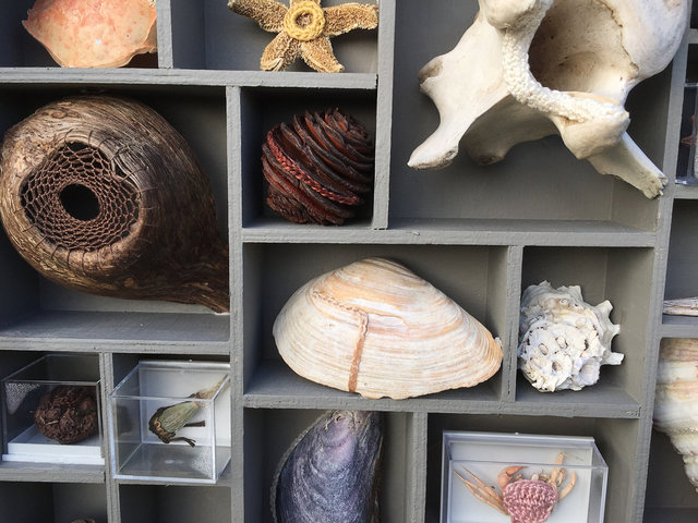 Cabinet of natural (Ameland) memories