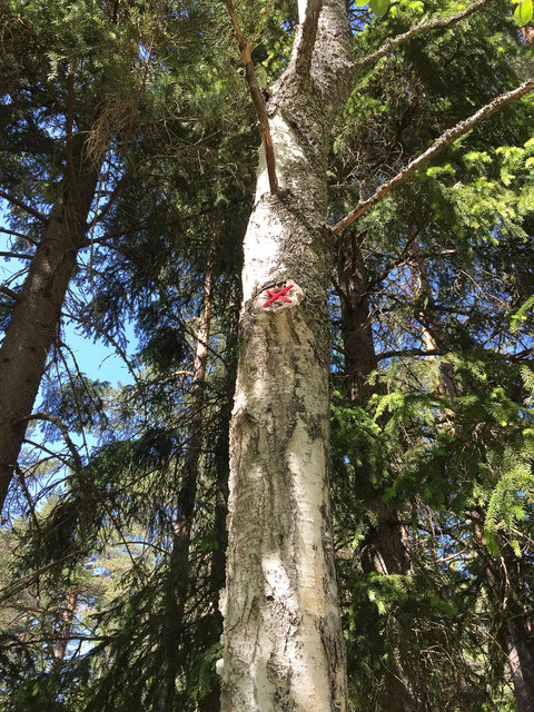 Mended birch