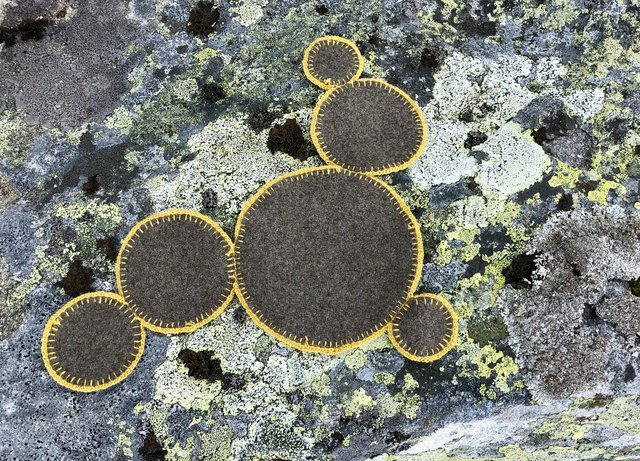 Symbiosis 2 Norway