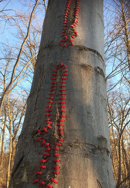 Mended tree, Skoven (DK)