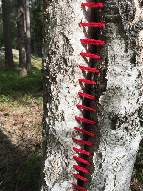 Mended birch
