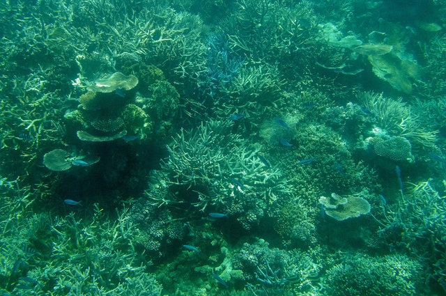 Agincourt Reef (26) edited VB scaled.jpg