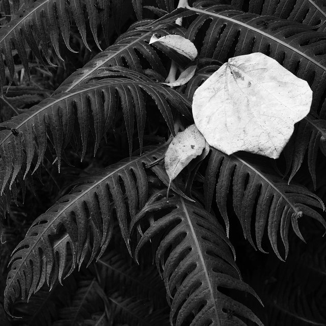 Botanical-001-90.jpg