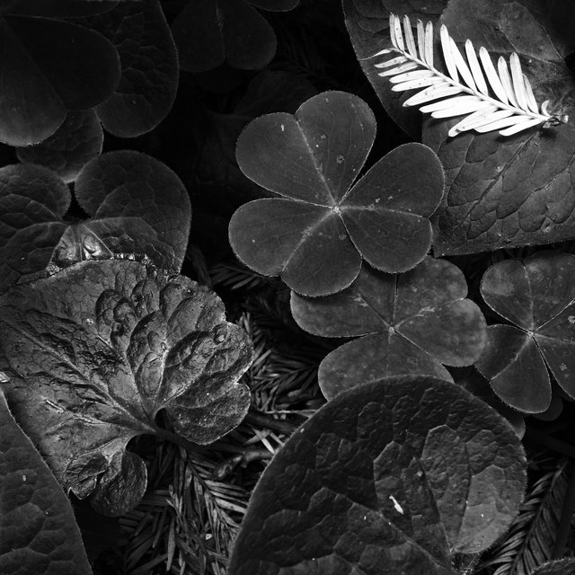 Botanical-001-40.jpg