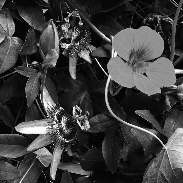 Botanical-001-81.jpg