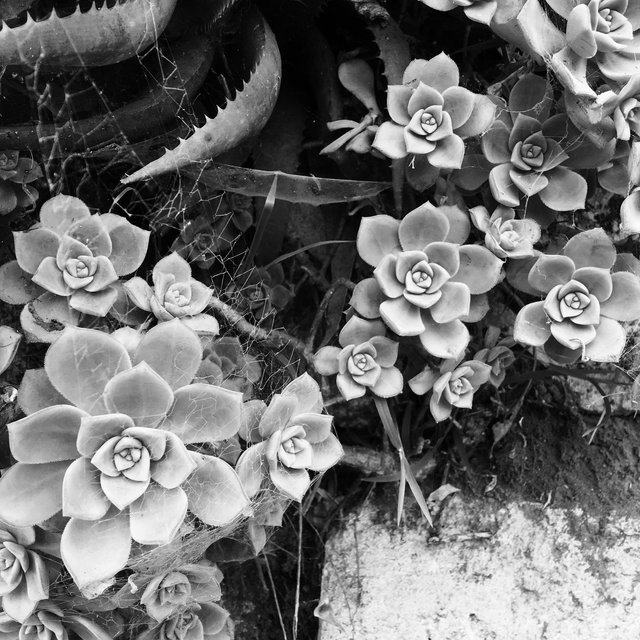 Botanical-001-72.jpg