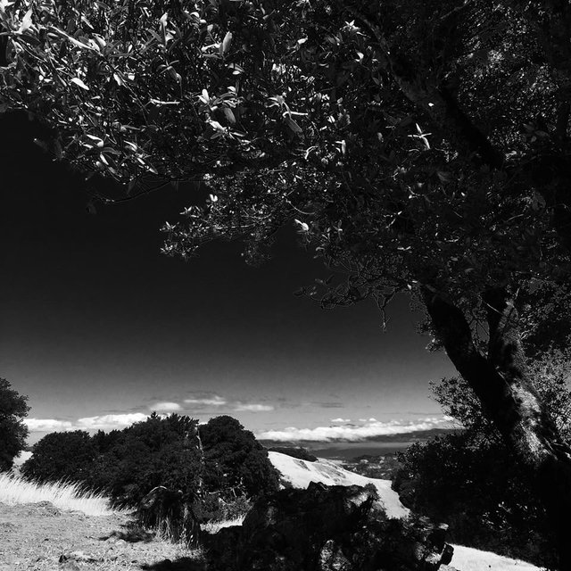 Mt. Tam. Marin County, CA. 