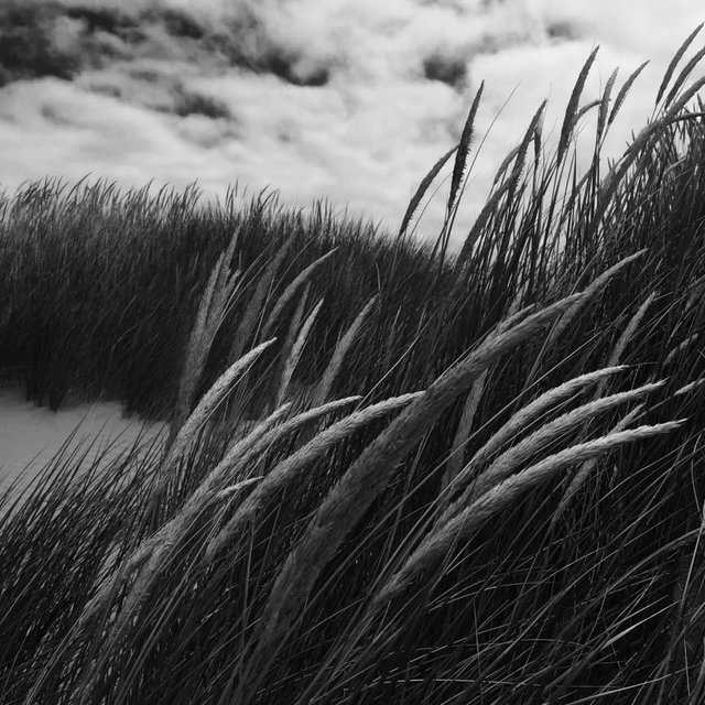 Yaquina Bay. Newport, OR.