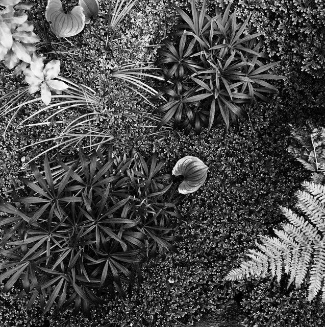 Botanical-001-86.jpg