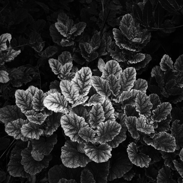 zBotanical-001-28.jpg