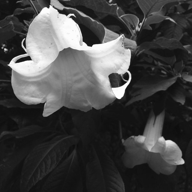 Botanical-001-59.jpg