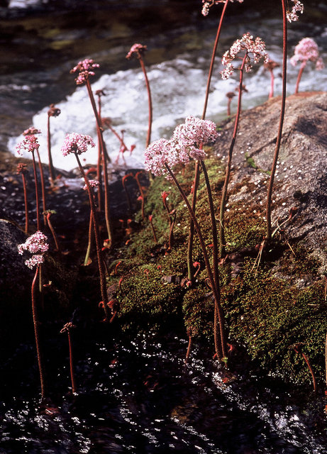 0002_south fork.tif