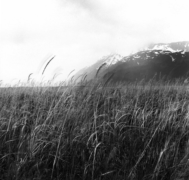 0008_kenai wind site.tif