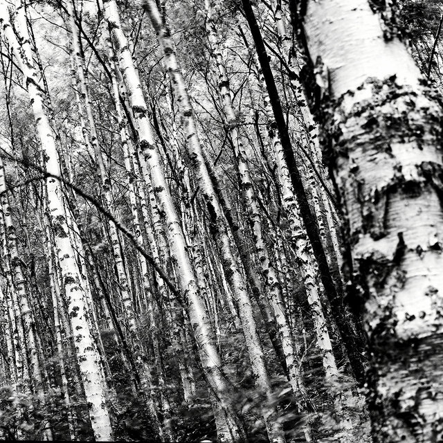 0002_birch.tif
