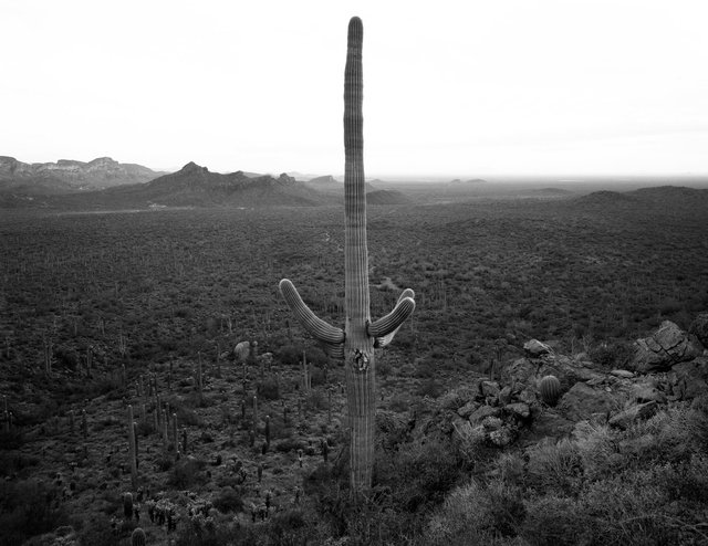 Saguaro-Weavers Needle Web3.tif