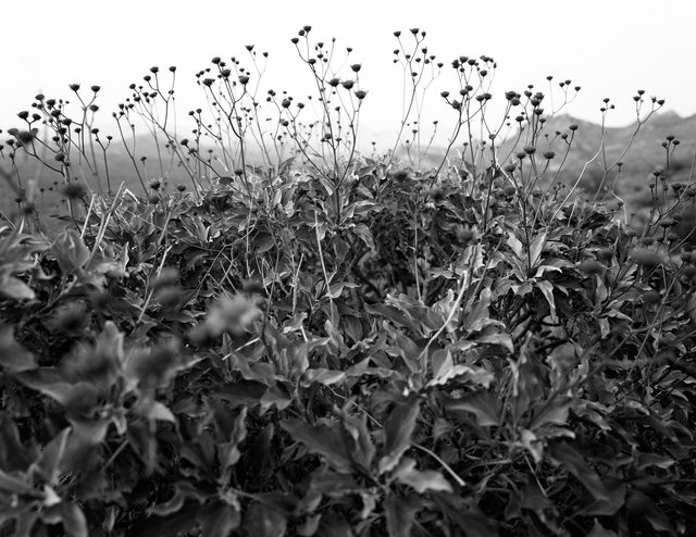 Brittlebush, Superstition Mountains Website.tif