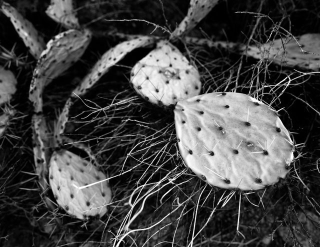 Prickly Pear and Sticks, Superstition Mountains Website.tif