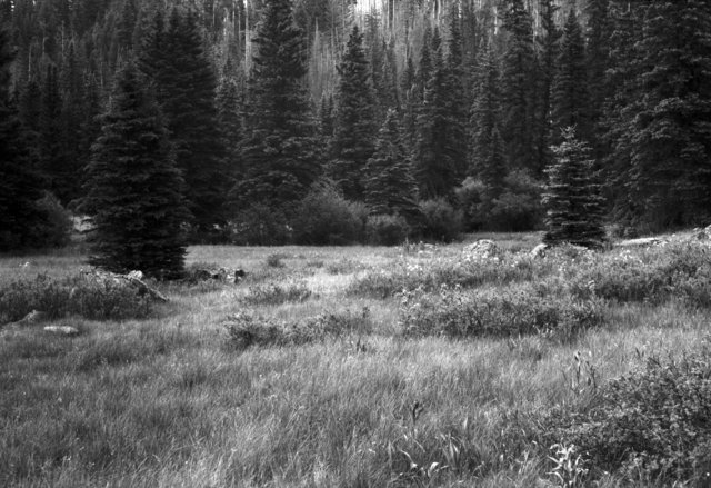 White Mountains, AZ. July 2016 #29.tif
