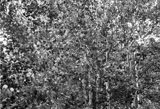 Northern AZ, July 2016. #75.tif