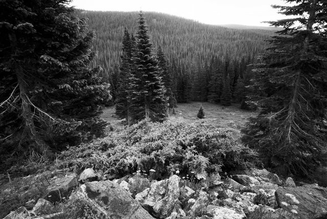 0006_Bowen Parika Mountains, Colorado, Summer 2015. Scan #12.tif