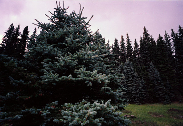 pine set.tif