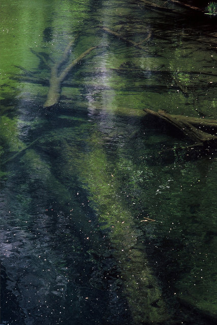 0009_tree.tif