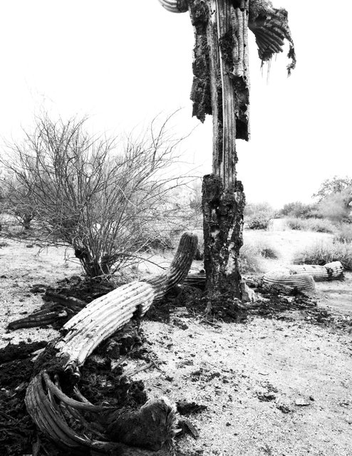 Saguaro Bacterial Necrosis. Superstition Mountains (online) edit.tif
