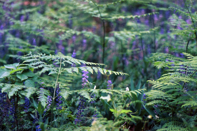 0006_ferns.tif