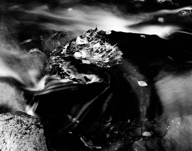swirling leaves.jpg