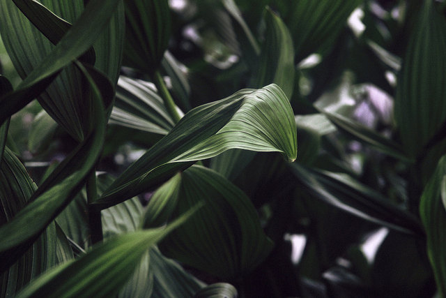 0001_leaves.tif